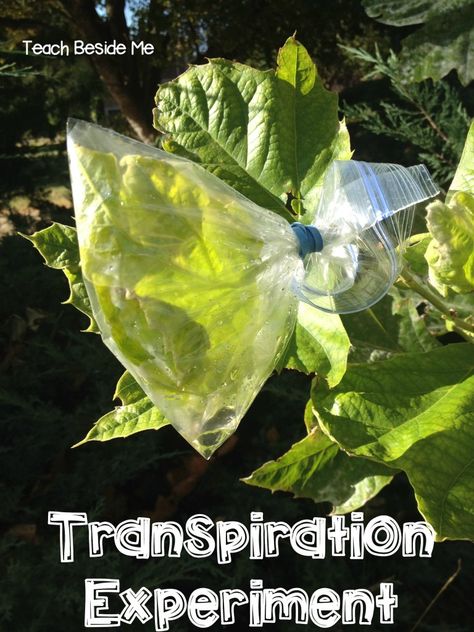 Did you know that plants transpire?  It is kind of like perspiring, but not quite. We did a little leaf transpiration experiment this week that was really cool.  I have never done this one before, but it was in my son’s preschool curriculum.  We loved it and I was surprised how neat it really was.  … Leaf Experiment, Science Experiments With Plants, Botany Science Experiments, Plant Science Experiments Middle School, Leaves Science Experiment, Science Websites, Plant Experiments, Homeschool Science Experiments, Biology Activity