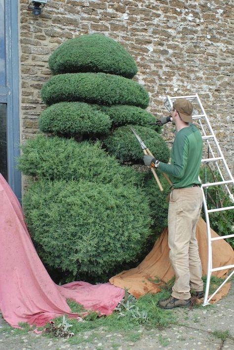 Niwaki Pruning, Aucuba Japonica, Cloud Pruning, Cupressus Sempervirens, Topiary Garden, Japan Garden, Japanese Garden Design, Best Plants, Topiary Trees