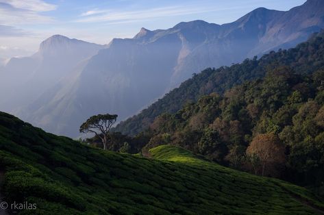 https://flic.kr/p/2iVP4pm | Western Ghats | Montane forest and Tea plantations come together in the higher ranges of the Western Ghats of south India, near Munnar. These mountains, while large tracts have been converted for commercial plantations, fragmented by roads and human settlements over the last 200 years, are still a repository for globally significant biodiversity and known for endemism high levels of endemism (including several mammals, birds, smaller vertebrates and plants found nowhe Montane Forests, Human Settlement, Western Ghats, Munnar, South India, High Level, Tour Guide, Mammals, Forest