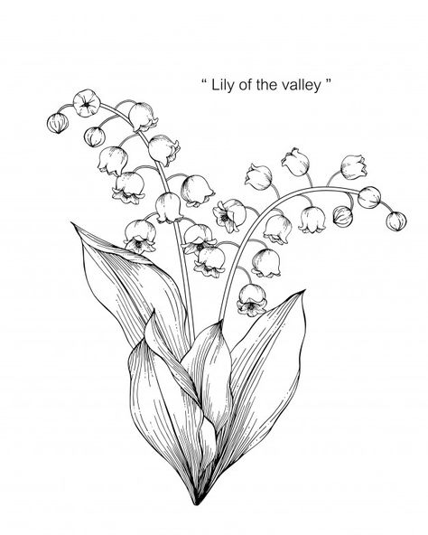 Lily of the valley flower drawing illust... | Premium Vector #Freepik #vector #background #pattern #flower #wedding Lily Of The Valley Shoulder Tattoo, Lily Of The Valley Drawing, Hur Man Ritar Blommor, Bell Orchid, Lily Valley, Flor Tattoo, Lilies Drawing, Flower Line Drawings, Lily Of The Valley Flowers