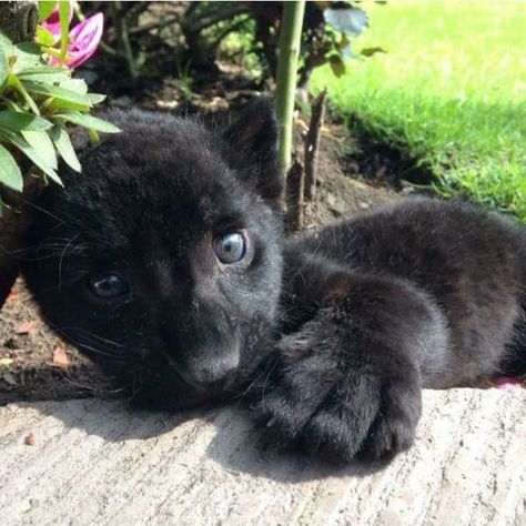 Black Panther Baby Baby Black Panther, Panther Cub, Baby Panther, Black Jaguar White Tiger, Black Jaguar, Black Panthers, Baby Black, Beautiful Cats, Black Panther