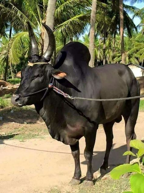 Kangayam Bull, Indian Bull Images, Doberman And Rottweiler, Bull Pictures, Bull Images, Brahma Bull, Breeds Of Cows, Cow Photography, Bull Painting