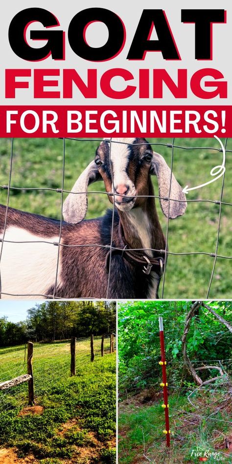 Goat Pasture, Goat Fencing, Diy Fencing, Goat Fence, Goat Health, Goat Shelter, Goat Pen, Fencing Options, Small Goat