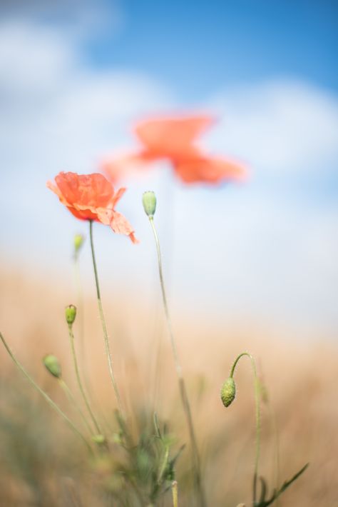 Soft Corn Poppy in the breeze | www.meadowviewstudios.com | Flickr Corn Poppy, Poppies, Corn, Grapes, Italy, Plants, Flowers, Nature