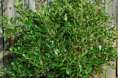 Plants That Can Live in Wet Areas Inkberry Holly, Best Perennials For Shade, Holly Shrub, Native Plant Gardening, Best Perennials, Farmhouse Landscaping, Backyard Pool Landscaping, Garden Shrubs, Dry Creek