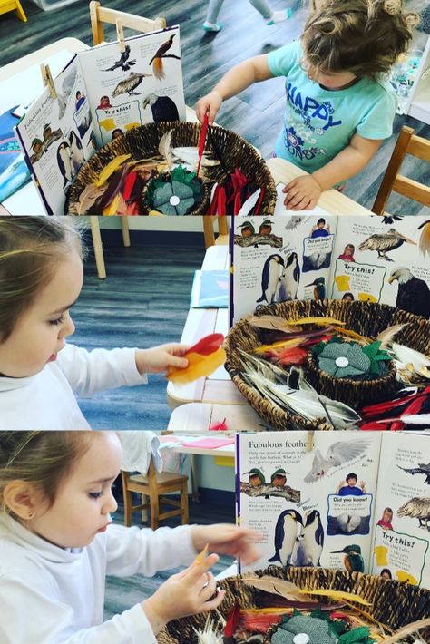 Reggio Provocations, Reggio Emilia Inspired, Bird Feather, Feather Crafts, Reggio Emilia, Bird Feathers, Tree House, Feathers, Virginia