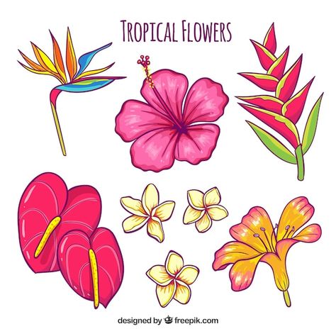 Download this Free Vector about Hand drawn tropical flower set, and discover more than 169 Million Professional Graphic Resources on Freepik. #freepik #vector #handdrawnplants #handdrawnfloral #handdrawnflowers Drawing Of Different Flowers, Tropical Flower Doodle, Island Flowers Drawing, Hawaiian Flower Doodle, Hand Drawn Poster Ideas, Simple Tropical Flower Drawing, Hawaiian Flower Illustration, Tropical Things To Draw, Hawaii Aesthetic Drawing