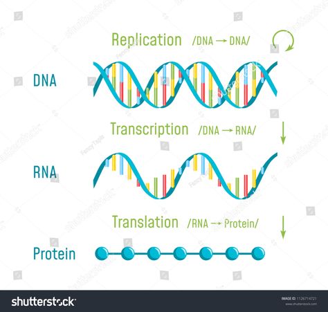 DNA Replication, Transcription and Translation. The Central Dogma of Molecular Biology. Vector illustration #Sponsored , #ad, #Translation#Central#Transcription#DNA Central Dogma Of Molecular Biology, Translation Biology, Biology Illustration, Dna Transcription, Dna Biology, Tissue Biology, Central Dogma, Transcription And Translation, Data Science Learning