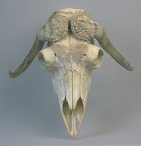 Musk Ox skull Ox Skull, Musk Ox, Animal Reference, Creature Design, Ox, Skeleton, Living Room, Animals, Design