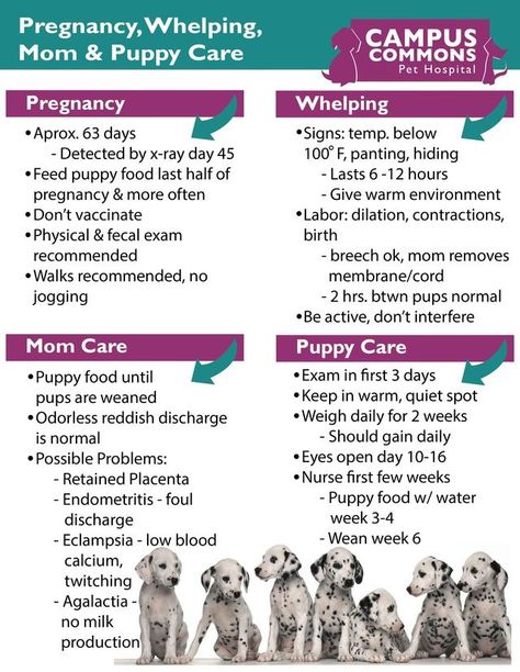 Tips For Breeding Dogs, Puppy Whelping Checklist, Dog Breeding Supplies, Diy Whelping Box For Large Dogs, Puppy Whelping Room Ideas, Breeding Dogs Tips, Welping Room Ideas, Dog Breeder Kennel Ideas, Welping Box Ideas Puppies