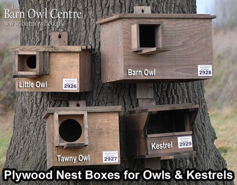 Owl Boxes, Owl Nest Box, Owl Nest, Owl Box, Bat House, Bird House Feeder, Nest Box, Bird House Plans, Screech Owl