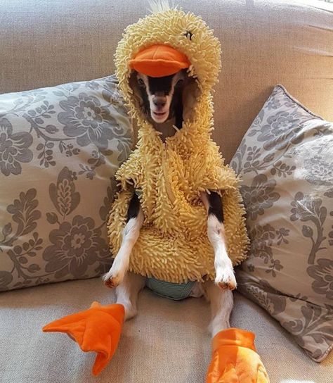 Duck Costume, Duck Costumes, Goats Funny, Cute Goats, Cute Coats, Baby Goats, A Duck, Animal Stories, Best Funny Pictures