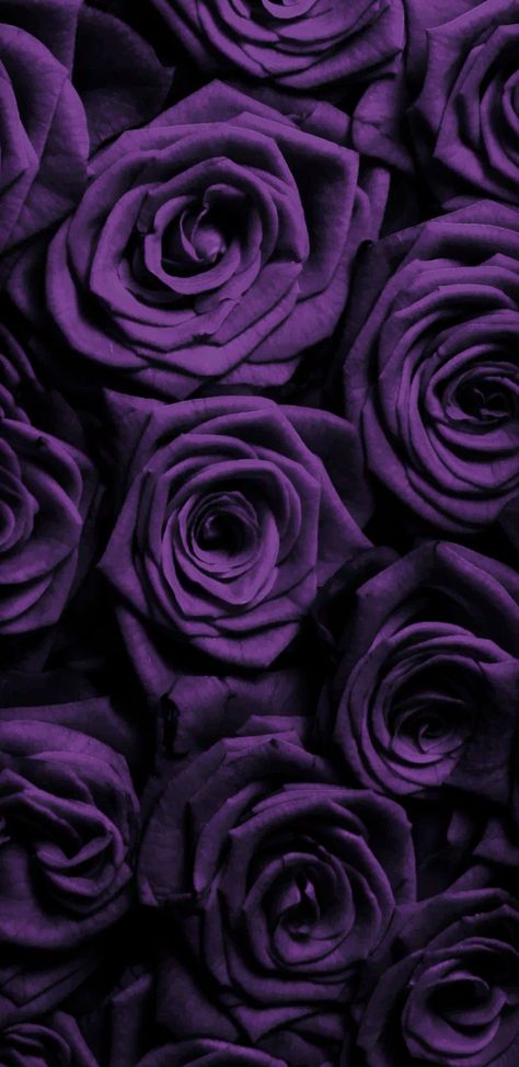 Pupler Flower Wallpaper, Purple Roses Background, Purple Rose Aesthetic, Purple Roses Aesthetic, Purple Rose Background, Purple Rose Wallpaper, New Flower Wallpaper, Purple Roses Wallpaper, Plum Wallpaper