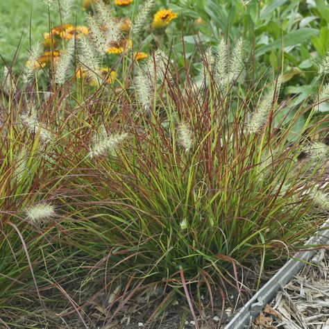 Miniature Fountain, Bushy Plants, Pennisetum Alopecuroides, Grass Plants, Orchard Garden, Perennial Grasses, Ornamental Grass, Fountain Grass, Cream Flower