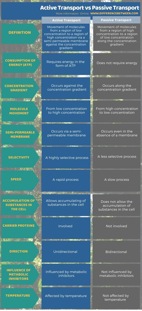 Difference Between Active Transport and Passive Transport in Tabular Format Active And Passive Transport Notes, Active Transport Notes, Diffusion Osmosis Active Transport, Active And Passive Transport, Active Transport Biology Notes, Active Transport Biology, Membrane Transport, Uni Notes, Active Transport