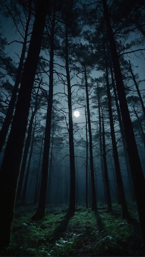 Dark Forest Moodboard, Woods At Night Painting, Beautiful Night Pictures, Forest Night Aesthetic, Dark Wallper, Night Forest Aesthetic, Trees Aesthetic Wallpaper, Best Dark Wallpaper, Night Forest Wallpaper