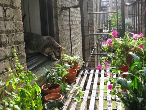 Fire Escape Garden, New York City Apartment, Fire Escape, New York Life, Apartment Aesthetic, Future Apartment, New York Apartment, Nyc Apartment, Dream Apartment