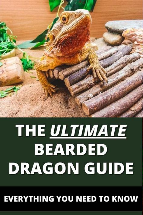 Bearded Dragon Care Guide, Bearded Dragon Care Tips, Bearded Dragon For Beginners, Bearded Dragon Tips, Bearded Dragon Habitat Ideas, How To Care For Bearded Dragons, Baby Bearded Dragon Care, Cute Bearded Dragon Tank, Bearded Dragon Feeding Chart