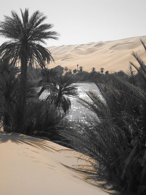 Libyan Desert Oasis Desert Nomad, Deserts Of The World, Desert Oasis, Love Garden, Libya, In The Desert, Sand Dunes, North Africa, Inspiration Board