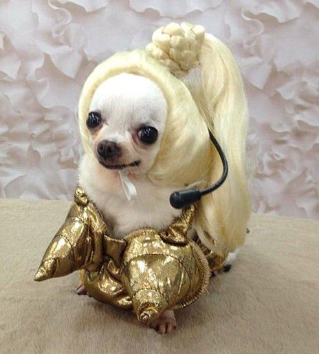 HILLAROUS!!!Doggie Madonna Costume Pet Halloween Costumes, Animal Costumes, Dog Halloween Costumes, Dog Costumes, Dog Costume, Halloween Animals, Pet Costumes, Dog Halloween, Funny Animal Pictures