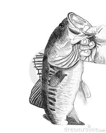 Bass Fish Drawing Bass Fish Drawing, Lighthouse Sketch, Drawing Hats, Large Mouth Bass, Fish Sketch, Drawn Fish, Fish Drawing, Bass Fish, Sketches Of People