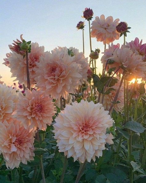 Nothing But Flowers, Flower Therapy, Beautiful Bouquet Of Flowers, Dahlia Flower, Pretty Plants, Flower Farm, Flowers Nature, Flower Field, Dream Garden