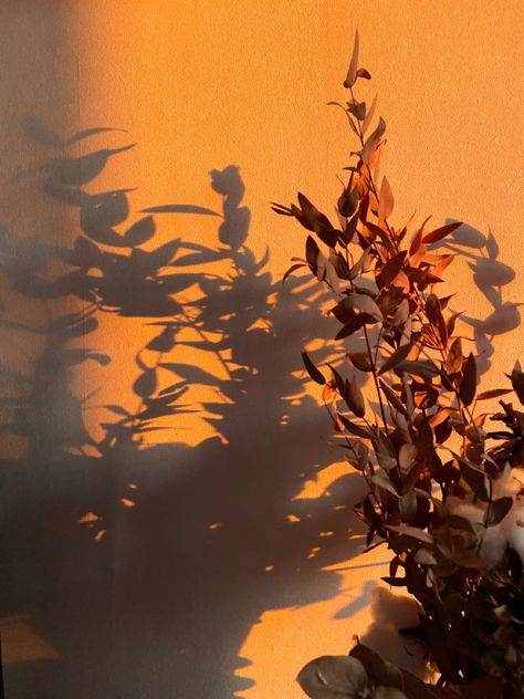 Light And Shadow Photography, Wall Collage Decor, Sun Shadow, Shadow Photography, Shadow Photos, Still Life Photos, Autumn Lights, Shadow Art, Shadow Play