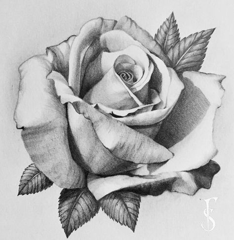 Drawing Of A Rose, Pencil Drawing, A Rose, My Favorite, Pencil