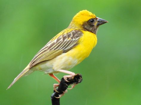 Baya Weaver (Ploceus philippinus) by Shantanu_Kuveskar Baya Weaver Bird, Weaver Birds, Baya Weaver, Indian Birds, Weaver Bird, Wild Birds Photography, Weavers Art, List Of Birds, Science Girl