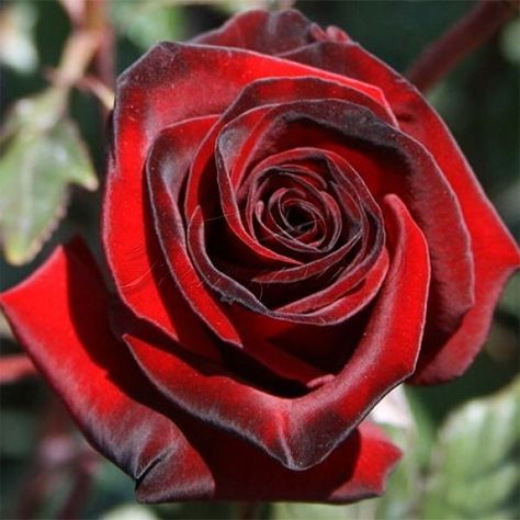 Black Magic Roses, Rose Flower Colors, Rose Gardens, Rose Plant, Types Of Roses, Zone 5, Planting Roses, Beautiful Flowers Wallpapers, Flowers Wallpaper