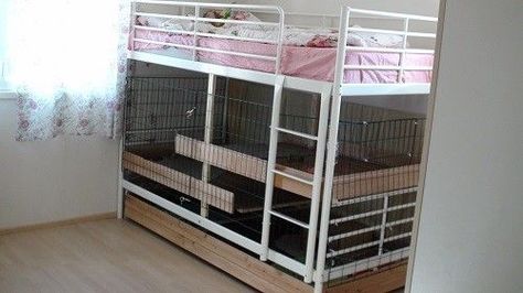 This is an excellent way of using the space underneath a bunk or loft bed to provide an  indoor setup for rabbits, including multiple levels using shelving. Description from pinterest.com. Human Bed, Diy Bunny Toys, Rabbit Information, Rabbit Habitat, Bunny Hutch, Bunny Room, Rat Cage, Indoor Rabbit, Rabbit Cages