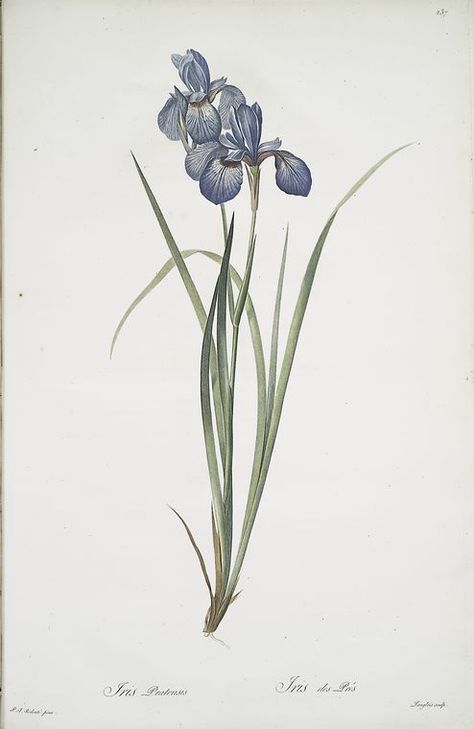 Drawings Of Flowers, Iris Tattoo, Botanical Print Set, Botanical Artwork, Landscape Art Painting, Botanical Illustrations, Iris Flowers, Botanical Drawings, New York Public Library