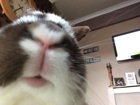 Bunny selfie Bunny Selfie, Bunny Care Tips, Funny Bunny Videos, House Rabbit, Bunny Pictures, Funny Bunnies, Silly Animals, Creature Feature