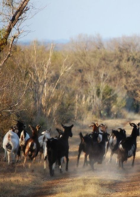 Running of the goats Goat Life, Islamic Photography, Goat Cart, Country Animals, Ranch Living, Ranches Living, Gods Country, Goat Herding, Billy Goat