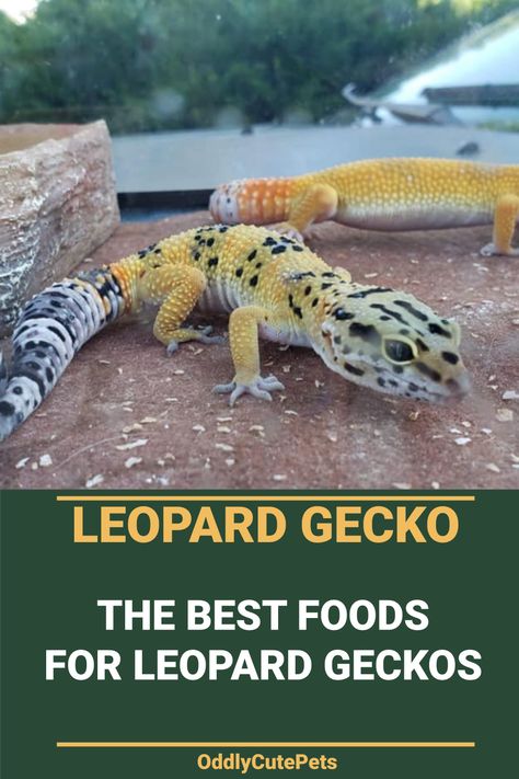 Leopard Gecko Food, Leopard Gecko Cage, Leopard Gecko Diet, Spotted Gecko, Gecko Cage, Leopard Gecko Habitat, Leopard Gecko Tank, Leopard Gecko Care, Lizard Habitat