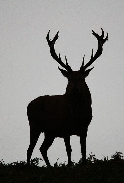 Red Deer Stag Silhouette by Dan Belton via Flickr Deer Silhouette Art, Stag Silhouette, Hirsch Silhouette, Stag Tattoo, Animal Decals, Animal Stencil, Deer Silhouette, Deer Stags, Wood Burning Patterns