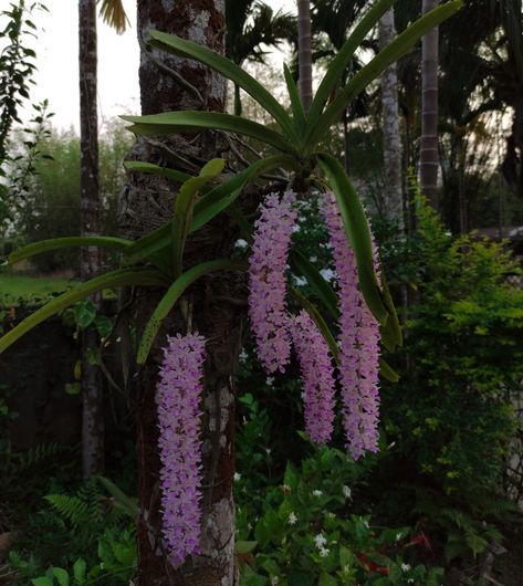 It is famous for its use as a hair-ornament worn by Assamese women during folk dance Bihu on the onset of spring💚 Foxtail Orchid, Assamese Bihu, Folk Dance, Hair Ornaments, Flower Wallpaper, Orchids, Home And Garden, Plants, Flowers