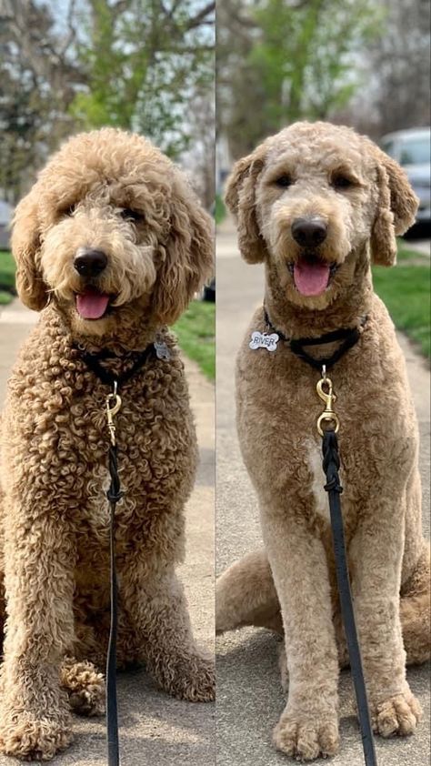 Short Hair Labradoodle, Standard Poodles Haircuts, Short Mini Goldendoodle Haircut, Dog Grooming Styles Poodle, Cute Goldendoodle Haircuts, Short Goldendoodle Haircut Faces, Goldendoodle Poodle Haircut, Curly Dog Haircut, Poodle Haircuts Standard