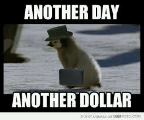 Another day another dollar Another Day Another Dollar, Penguins Funny, Penguin Love, Nicolas Cage, Silly Animals, Cool Pets, Another Day, Funny Animal Pictures, Animal Memes