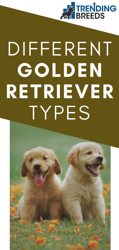 Golden Retriever Types, Golden Retriever Light Color, Breeding Golden Retrievers, Types Of Golden Retrievers, Light Golden Retriever, Golden Retriever Eyes, Dark Golden Retriever, English Retriever, Golden Retriever Colors