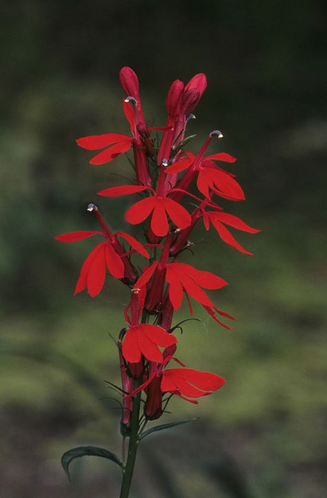 Red Perennials, Plants To Attract Hummingbirds, Lobelia Cardinalis, Red Wildflowers, Hummingbird Plants, Cardinal Flower, Family Flowers, Red Plants, Hummingbird Garden