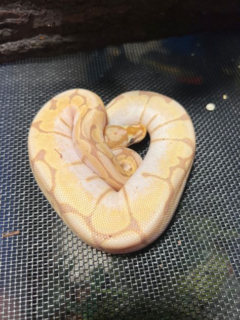 Banana Spider Ball Python, Banana Snake Python, Pastel Banana Ball Python, Banana Python, Banana Snake, Cute Ball Python, Banana Ball Python, Banana Spider, Ball Python Snake