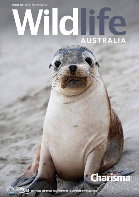 Wildlife Australia Magazine Winter 2014 Zoology Cover Page Design, Wildlife Magazine, Animal Magazine Cover, Wildlife Magazine Layout, Wildlife Conservation Poster, Wildlife Magazine Cover, Winter In Australia, Magazine Cover Layout, Wildlife Conservationist