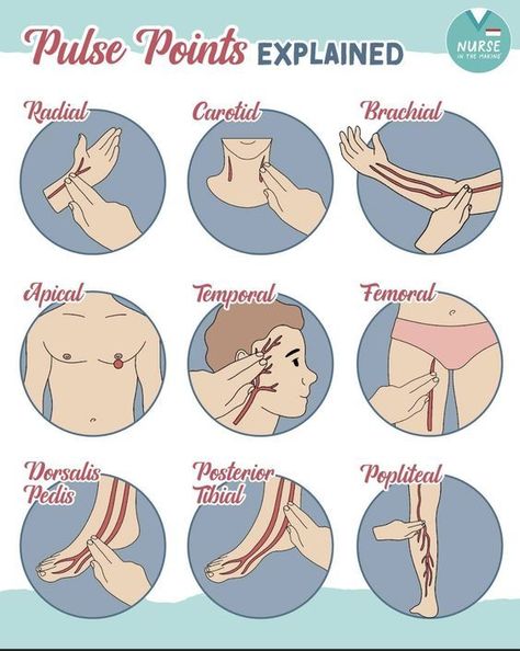 Pulse Points Explained #nursingstudent #nurse #resources - Image Credits: Laura Sotorres Medical Assistant Study Notes, Paramedic Notes, Emt School, Nursing School Studying Cheat Sheets, Emt Study, Nursing School Inspiration, Medical Assistant Student, Nursing School Essential, Medical School Life