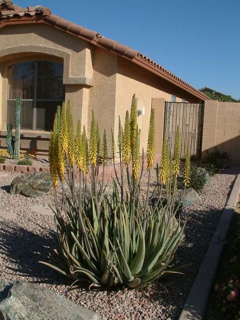 Aloe vera - The rosette of this plant consists of fleshy gray green leaves, which are narrow, succulent and erect with soft spines on margins. This Aloe is a slow to moderate grower. Flowers are spikes of yellow, 2'-3' tall and bloom late winter to summer. This aloe can form large clumps. It will tolerate full to partial sun, needs some supplemental water in heat and good drainage. It attracts hummingbirds. This aloe is a Mediterranean native. The sap is used for burns and abrasions. Water Saving Tips, Yard Landscape, Aloe Vera Plant, Raised Planter, Plant Information, Water Wise, How To Attract Hummingbirds, Sun And Water, Late Winter