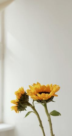 Blooming Sunflower, Flower Minimalist, Plants Art, Flower Video, Sunflower Wallpaper, 카드 디자인, Concrete Crafts, Foto Tips, Flower Background Wallpaper