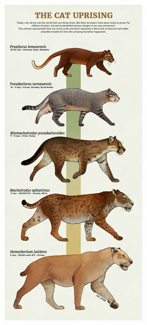 Evolución felinos "acabada" en Homotherium. Prehistoric Mammals, Prehistoric Animals Dinosaurs, Prehistoric Wildlife, Prehistoric Dinosaurs, Dinosaur Illustration, Prehistoric World, Ancient Animals, Paleo Art, Extinct Animals