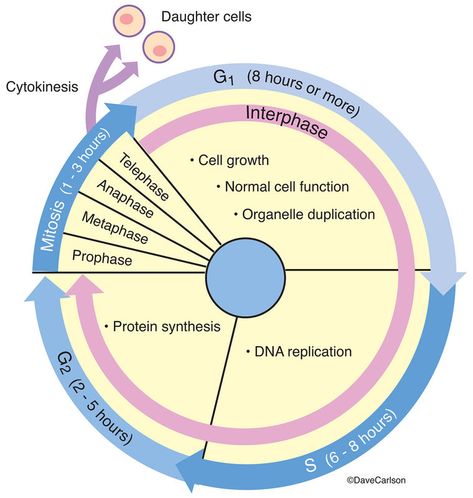 Evolution & Genetics | Carlson Stock Art Cell Biology Notes, Veterinary Anatomy, Learn Biology, General Biology, A Level Biology, Teaching Chemistry, Cell Cycle, High School Survival, Biology Lessons