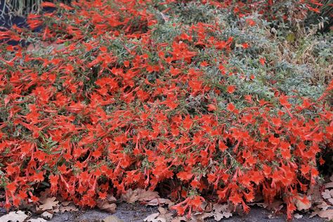 Epilobiums, known as California fuchsia, may be one of the best-kept secrets in… Garden Mounds, Cloverdale California, Drawing White Background, Pruning Plants, California Native Garden, California Native Plants, Bodega Bay, Native Plant Gardening, Dry Garden