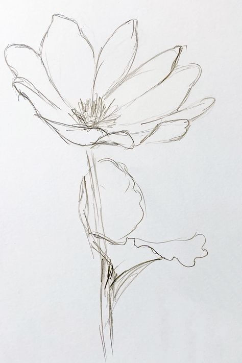 Flower Rough Sketch, Flower Petal Sketch, Sketches Flowers Pencil, Flower Sketching Ideas, Flower Study Sketch, Wild Flower Illustration Drawings, Drawing Simple Flowers Sketch, Upside Down Flower Drawing, Watercolor Flower Sketch